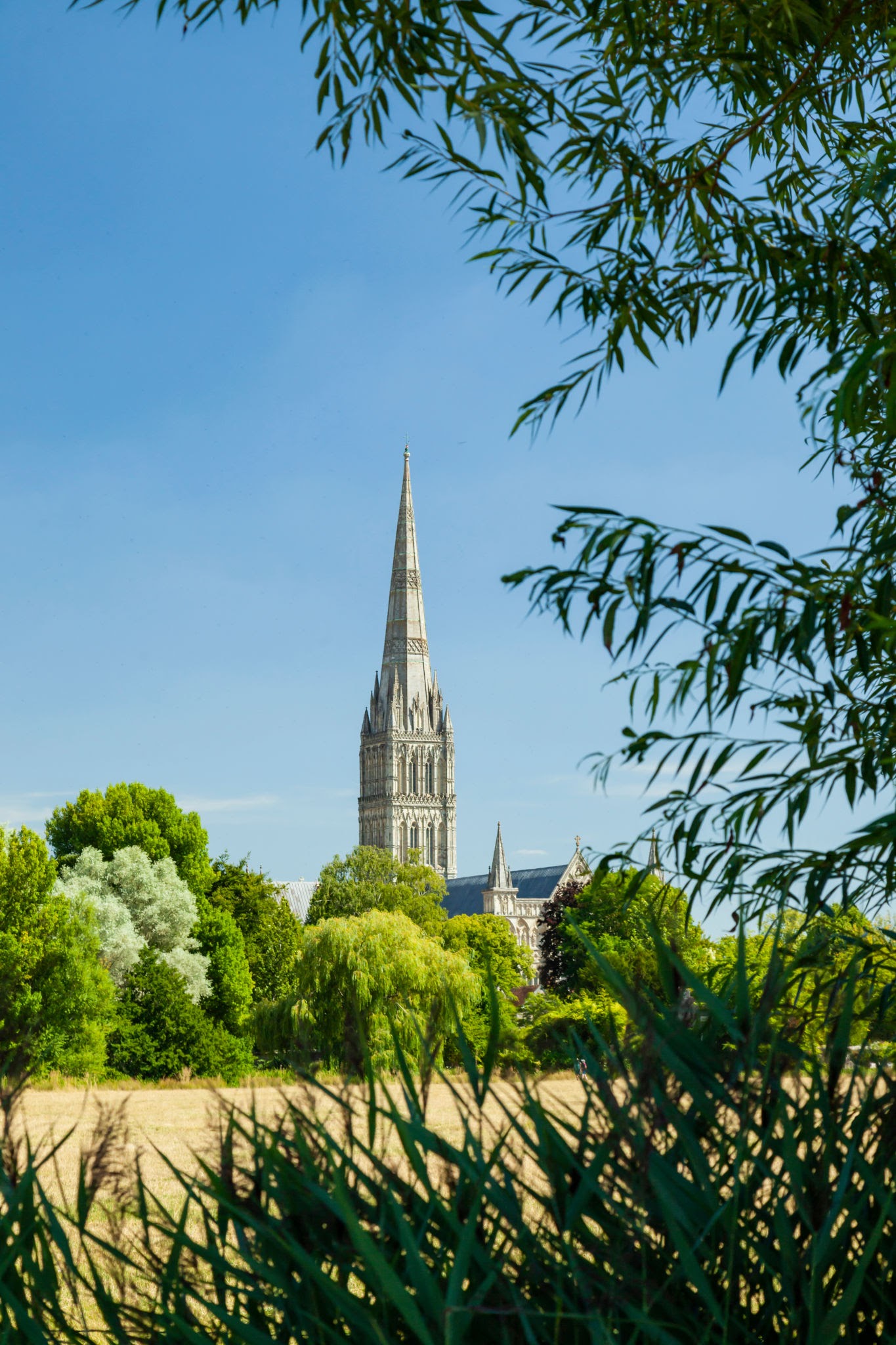 Salisbury Cathedral spire rising above green trees in summer seen across Harnham Water Meadows